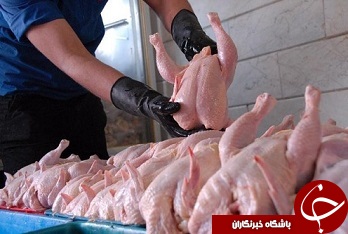 مرغ ارزانتر شد