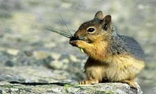 سنجاب ایرانی نماد استان ایلام