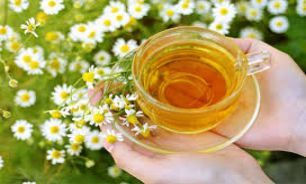 افراد دارای طبع گرم بابونه را این گونه به کار ببرند