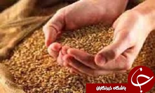 تولید یک میلیون تن گندم در گلستان