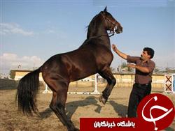 برگزاری جشنواره اسب اصیل ترکمن در گلستان