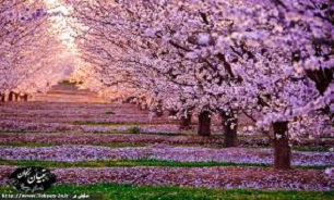 چرا در بهار کسل و خواب آلوده ایم؟