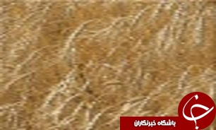 افزایش دو برابری تولید جو در گلستان