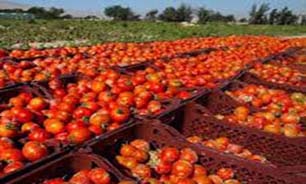 خرید بیش از ۶ هزار تن گوجه فرنگی خارج از فصل از کشاورزان توکهور و هشت بندی
