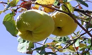 اگر پوست صورت راشفاف می‌خواهید بخوانید