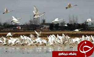 آغاز بازگشت پرندگان مهاجر گیلان به موطن اصلی