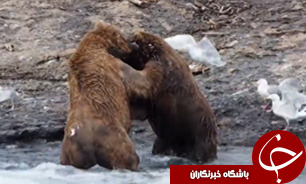 حامیان محیط زیست گلستان  دو توله خرس را تحویل دادند