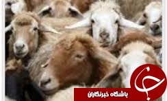اجرای عملیات سیدر گذاری و تولید ترکیب ژنیتیکی گوسفند در گلستان