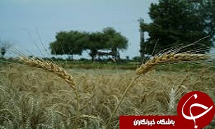 خسارت ۱۹ میلیارد تومانی طوفان اخیر به بخش کشاورزی قزوین
