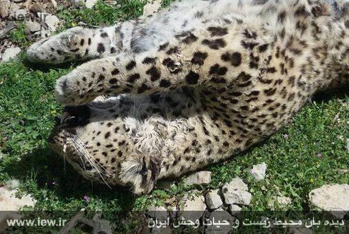 مرگ سومین پلنگ ایرانی طی دو هفته