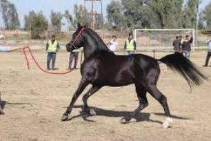 خدمات دامپزشکی در  جشنواره اسب اصیل عرب