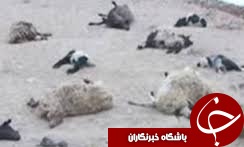 حمله گرگهای گرسنه به گوسفندان در رودسر