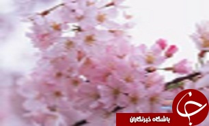 راهکاری برای مقابله با آلرژیهای در فصل بهار