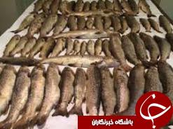 صیاد غیرمجاز دستگیر شد
