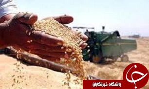 استقرار مراکز خرید گندم در نزدیکی مزارع