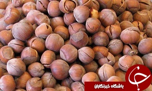 برداشت 4هزار و 500 تن  فندق از باغهاي  گيلان