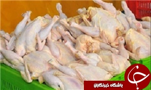 آغاز خرید گوشت مرغ منجمد داخلی
