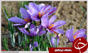صادرات 156 میلیون دلار زعفران ایرانی در 9 ماهه سال 93
