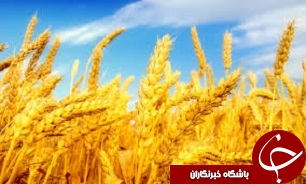 تولید 300 هزار تن گندم در استان قزوین