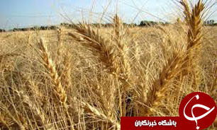 باشگاه خبرنگاران -آغاز خريد تضمينی گندم در استان خوزستان