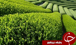 نبود نظارت کافی بر انبار چای سنواتی