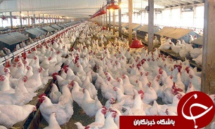 فعالیت ۱۷ هزار واحد تولید مرغ در کشور