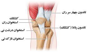 افزایش سن خطر آسیب تاندونها را 2 تا 3 برابر افزایش می‌‌دهد