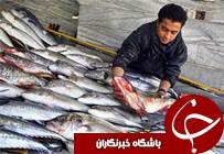 نخسین برداشت ماهی قزل آلای رنگین کمان