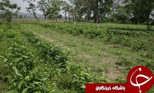 باشگاه خبرنگاران -آغاز کشت بهاره حبوبات درمزارع
