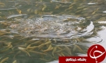 باشگاه خبرنگاران -افزايش 15 درصدي توليد ماهي در استخرهاي ذخيره آب کشاورزي