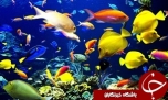 باشگاه خبرنگاران -افزايش 30 درصدي توليد ماهيان زينتي