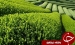 باشگاه خبرنگاران -نبود نظارت کافی بر انبار چای سنواتی