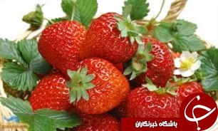 پیش بینی تولید 6 هزار تن توت فرنگی در رامیان