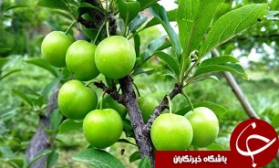 قیمت میوه کاهش یافت/ هر کیلو گوجهسبز 50 هزار تومان قیمت میوه کاهش یافت/ هر کیلو گوجهسبز 50 هزار تومان