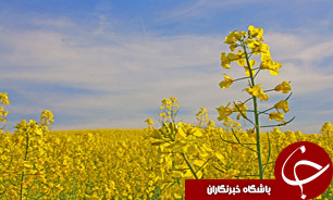 عزم وزارت کشاورزی برای توسعه کشت کلزا در کشور
