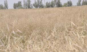 کاهش ۷۰ درصدی محصول کلزا ی بخش رودخانه