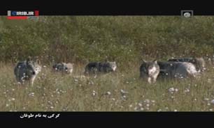 «گرگی به نام طوفان» در شبکه آموزش سیما