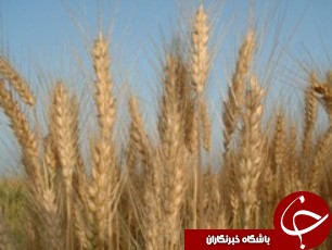 رنگ بذر گندم مربوط به سموم قارچ کش و ضدعفونی کننده هاست