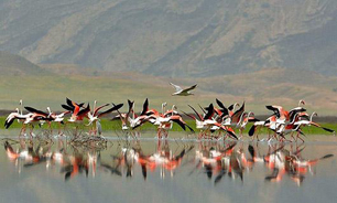 کمجان، جان دوباره گرفت