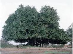 "دی دار "درختی که نفت تولید می کند