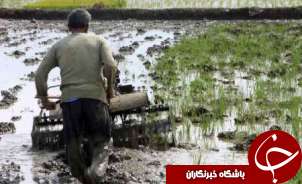 بهره مندی شالیکاران گیلانی از بارش باران