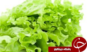 برداشت12 هزارتن کاهو از مزراع گلستان
