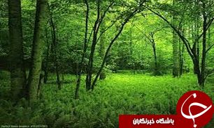 آغاز نگارش طرح جامع حفاظت از جنگل های گیلان