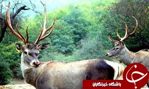 لوندویل آستارا، پناهگاه حیات وحش