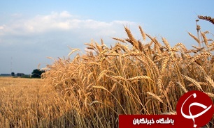 توليد 11 ميليون و 60 هزار تن گندم  در سال‌جاري