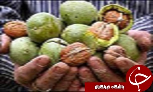 طرح اصلاح و جوان سازي باغات سنتي گردو در شهرستان بوئين زهرا