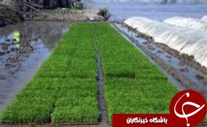 ابتکارکشاورز ماسالی برای کاهش هزینه خزانه گیری برنج و حفظ درختان