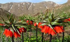 جشنواره لاله های واژگون در خراسان شمالی