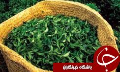 پرداخت بیش از 8میلیارد تومان تسهیلات بهزراعی چای