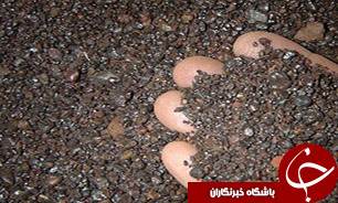 توليد بيش از 25 ميليون تن کنسانتره آهن